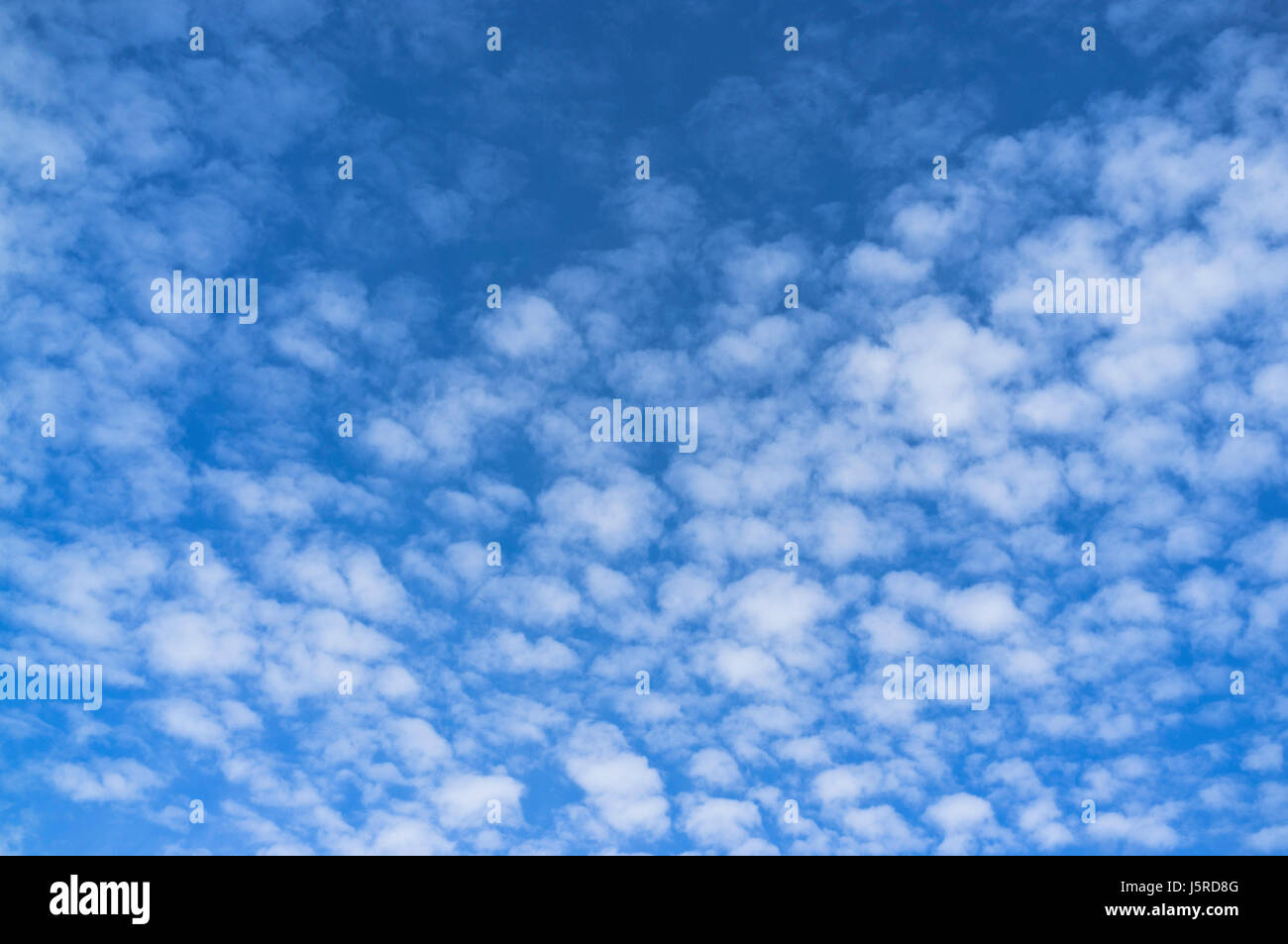 dh cielo nuvole TEMPO UK Altocumulus floccus nuvole bianche su cielo blu Foto Stock