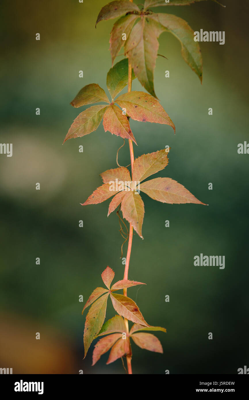 Ramo di foglie di colore arancione durante l'autunno in formato verticale Foto Stock