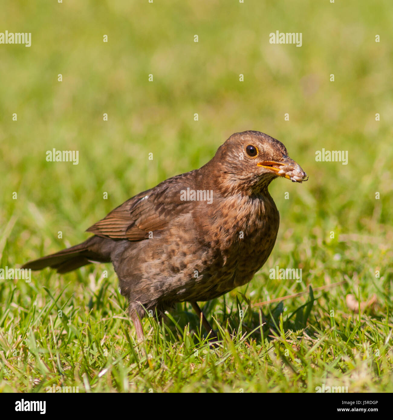 Una femmina di Merlo (Turdus merula) nel Regno Unito Foto Stock