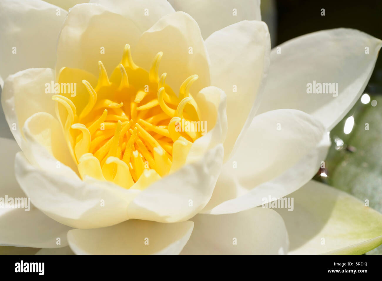 Ninfee bianche giglio d'acqua,Nymphaea alba, unico fiore crescente all'aperto sull'acqua. Foto Stock