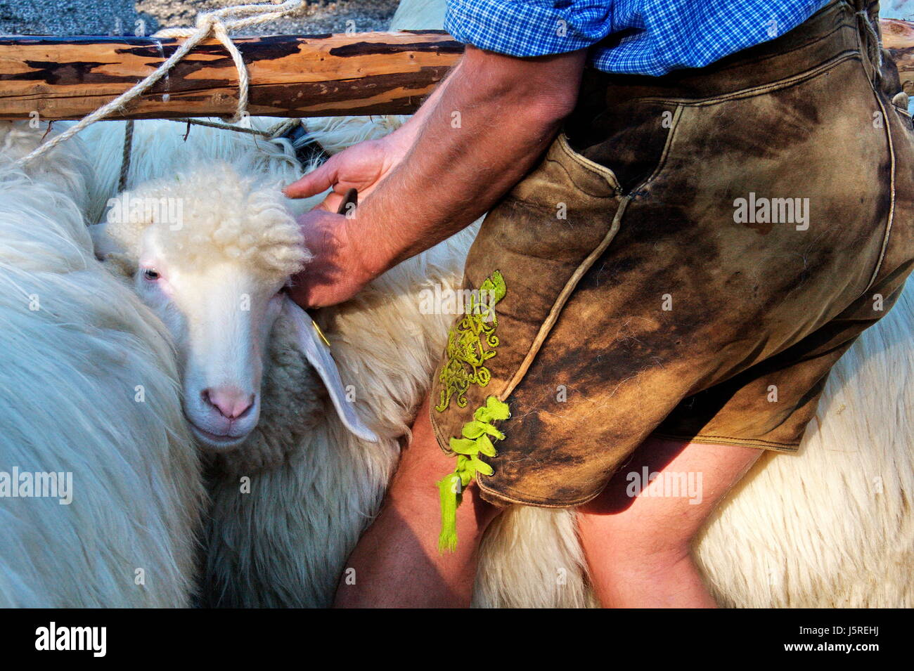 Gambe pet animale mammifero animali vuoto caucasica europea baviera lana di pecora Foto Stock