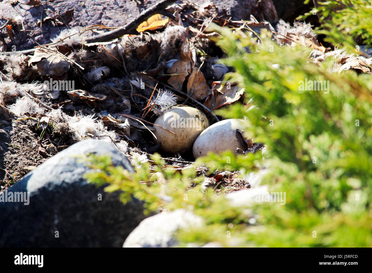 Due oca Canadese le uova in un nido abbandonati. Foto Stock