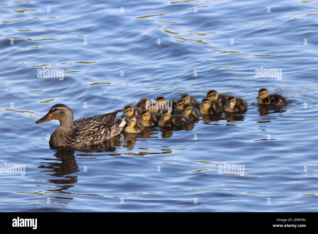 Una madre Mallard duck fuori per una nuotata con la sua famiglia di anatroccoli Foto Stock