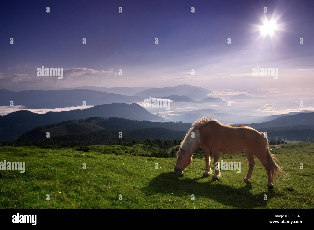 Le montagne a cavallo delle Alpi animale austriaci nebbia carinzia sunbeam creazione azienda agricola Foto Stock