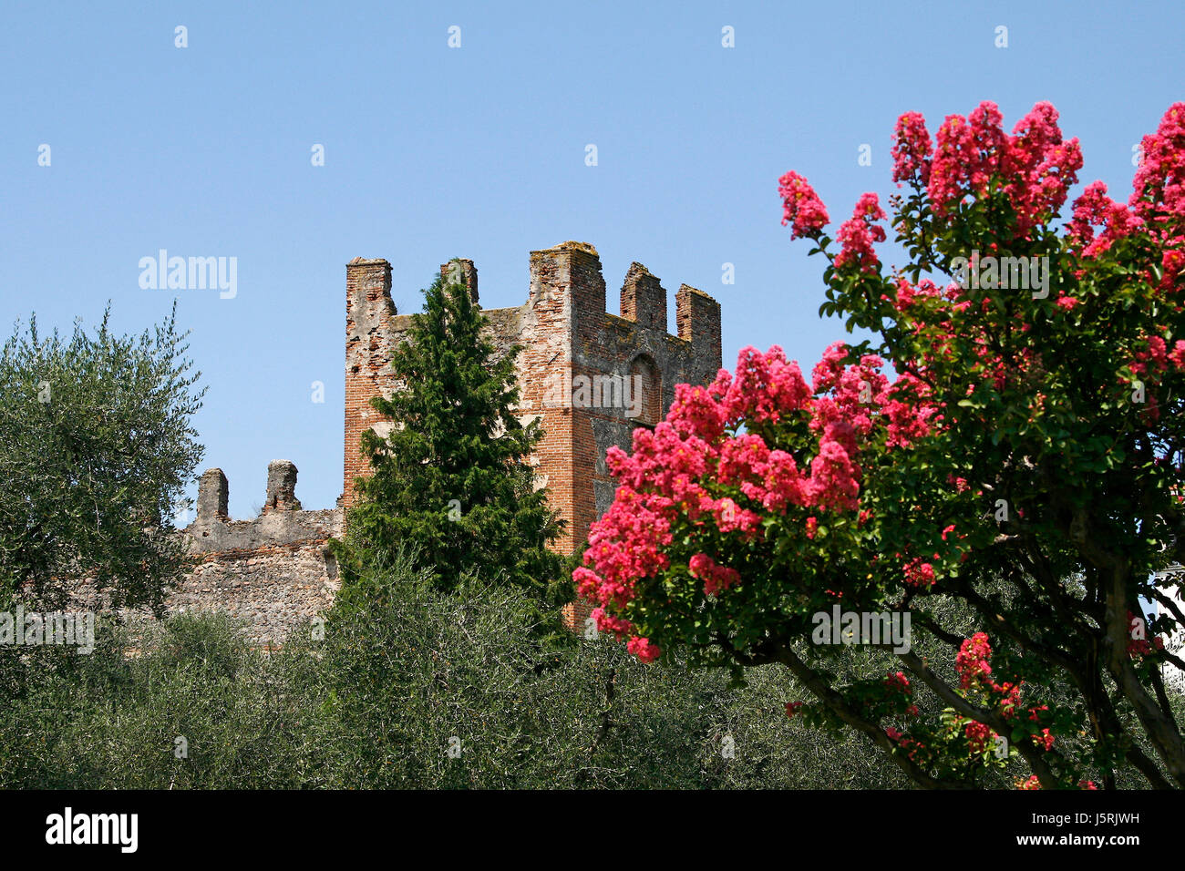 Oleandri italia rosa castello chateau lazise Nerium oleander oleanderbaum Foto Stock