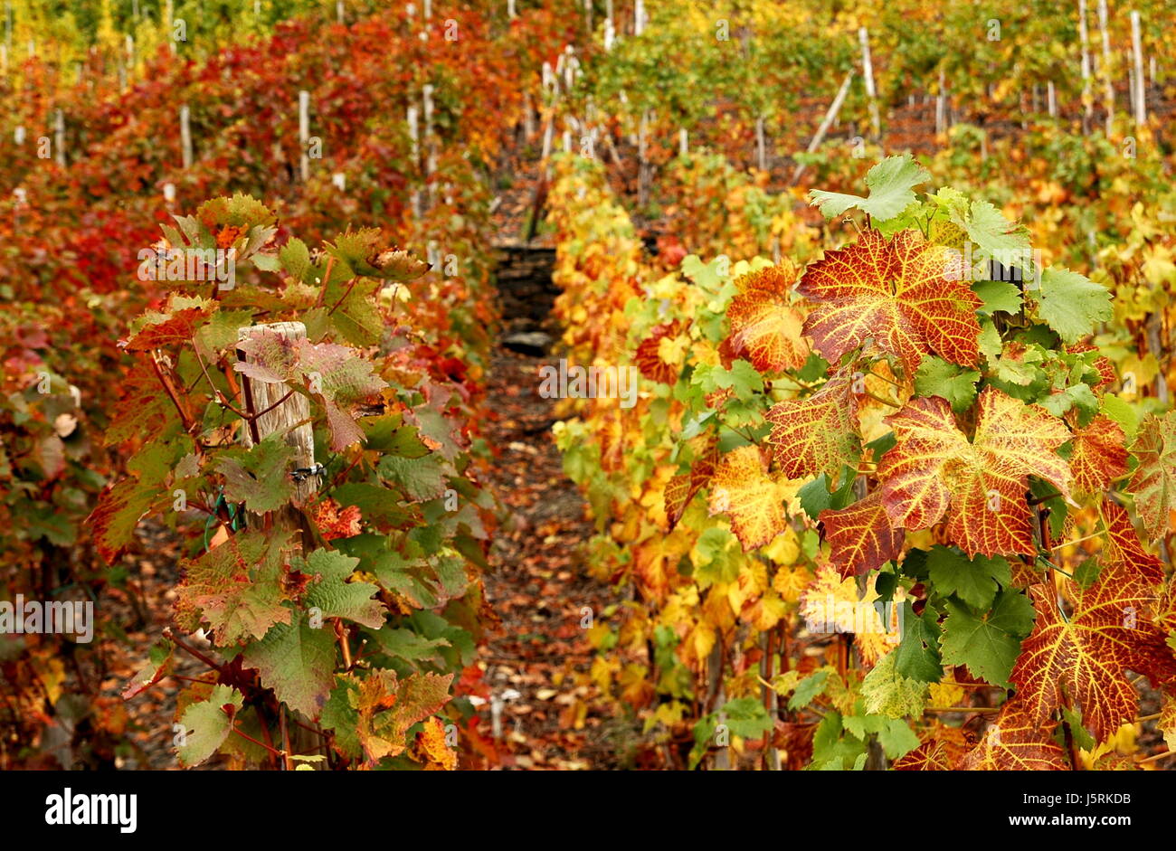 Colorato colorato splendida molteplici riccamente colorati vino vino rosso autunnale Foto Stock