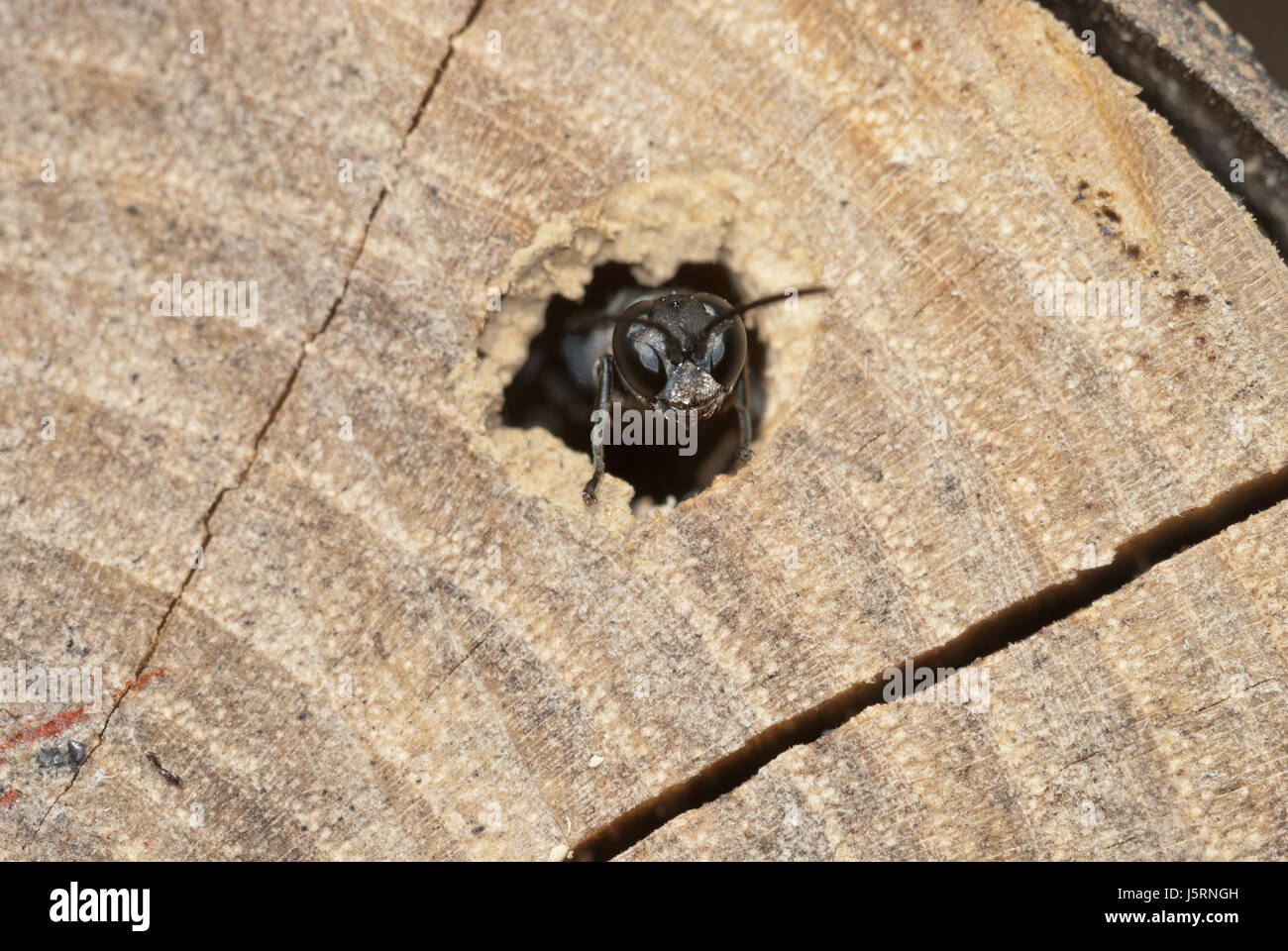 Solitaria Crabronidae wasp (Trypoxylon figulo) femmina guardando fuori il suo nido (cavità in un pezzo di legno) e il controllo della situazione. Foto Stock