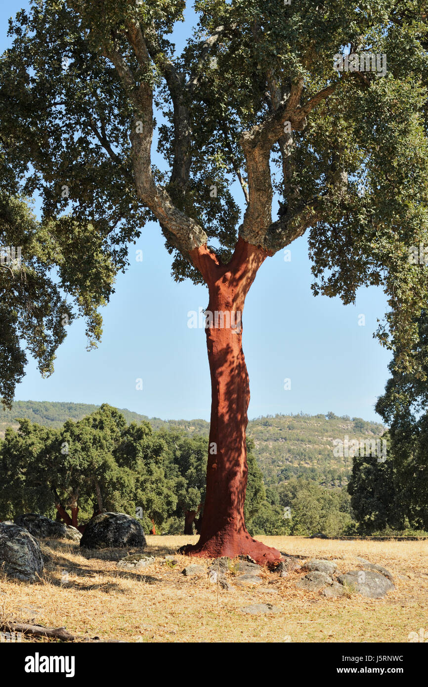 Alberi da sughero - Quercus suber, recentemente tolta loro la corteccia, a Torremenga de la Vera, Cáceres, Estremadura, Spagna Foto Stock