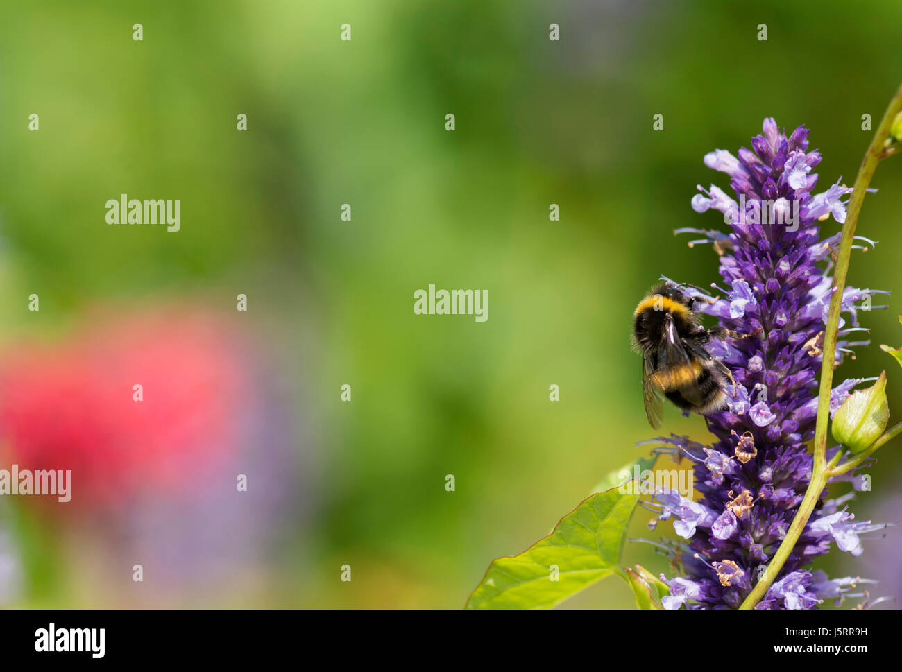 L'issopo, Anice issopo, Agastache foeniculum, bianco-tailed Bumble Bee, Bombus lucorum, alimentando il fiore. Foto Stock