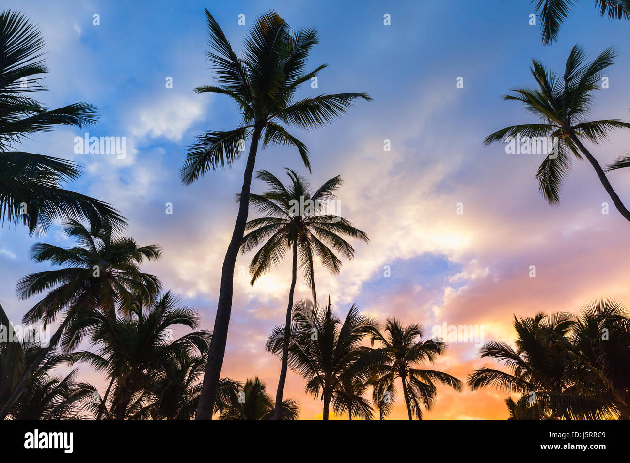 Palme di cocco e luminose del cielo della sera, vacanza tropicale sfondo Foto Stock