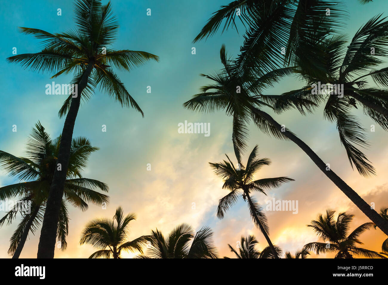 Palme di cocco e colorate del cielo della sera, vacanza tropicale sfondo. La correzione delle tonalità effetto di filtro Foto Stock