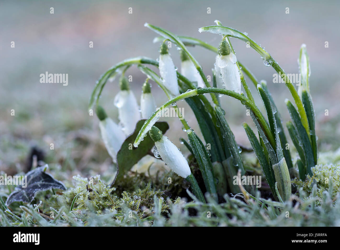 Snowdrop, comune snowdrop, Galanthus nivalis, coperto di brina Snowdrops flessione in avanti con gocce di ghiaccio. Foto Stock