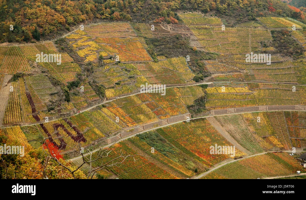Colorato colorato splendida molteplici ricche di colore rosso vino vino maturo Foto Stock
