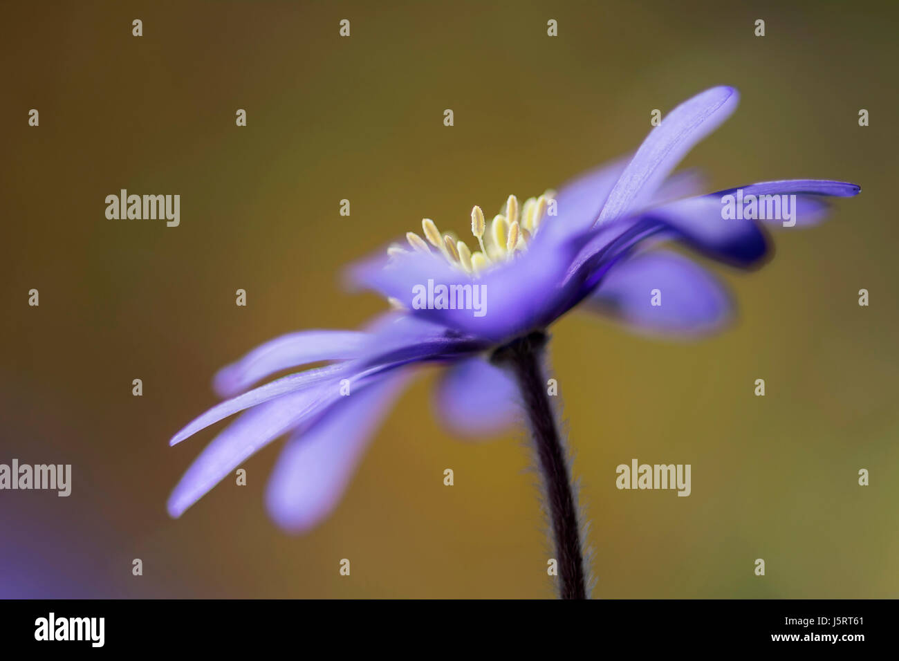 Anemone, Anemone blanda, Windflower Anemone blanda, vista laterale del singolo fiore crescente all'aperto. Foto Stock