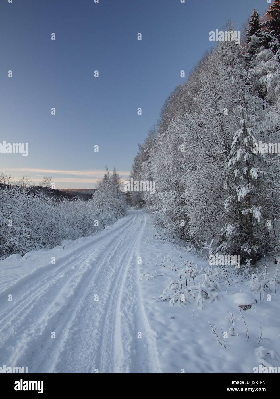 Blue Tree alberi freddo inverno europeo vuoto caucasian fir tree gelido percorso di dicembre Foto Stock