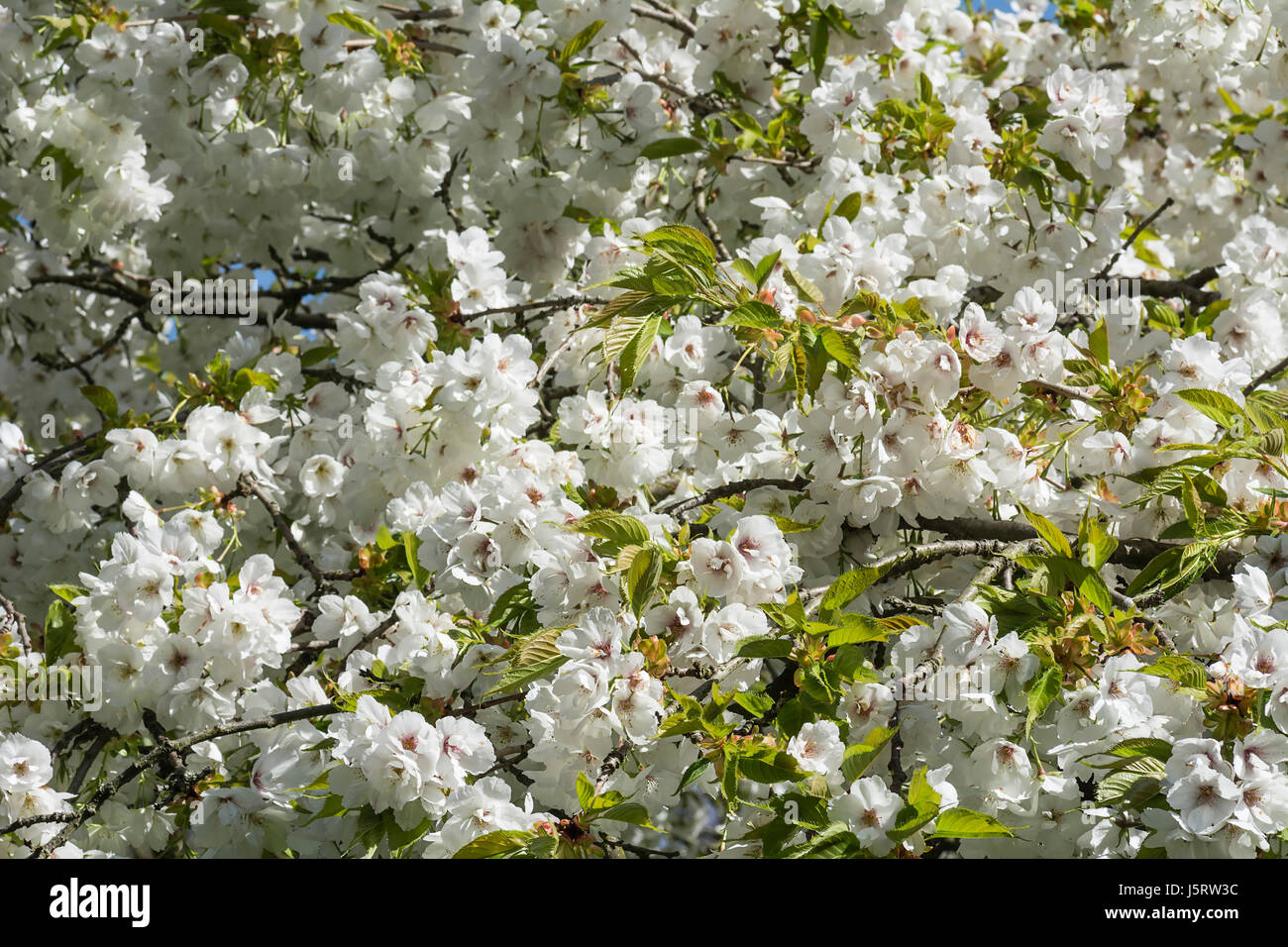 Ciliegia, piangendo Yoshino ciliegia, Prunus yedoensis x Shidare Yoshino, massa di fiori bianchi crescente all'aperto. Foto Stock