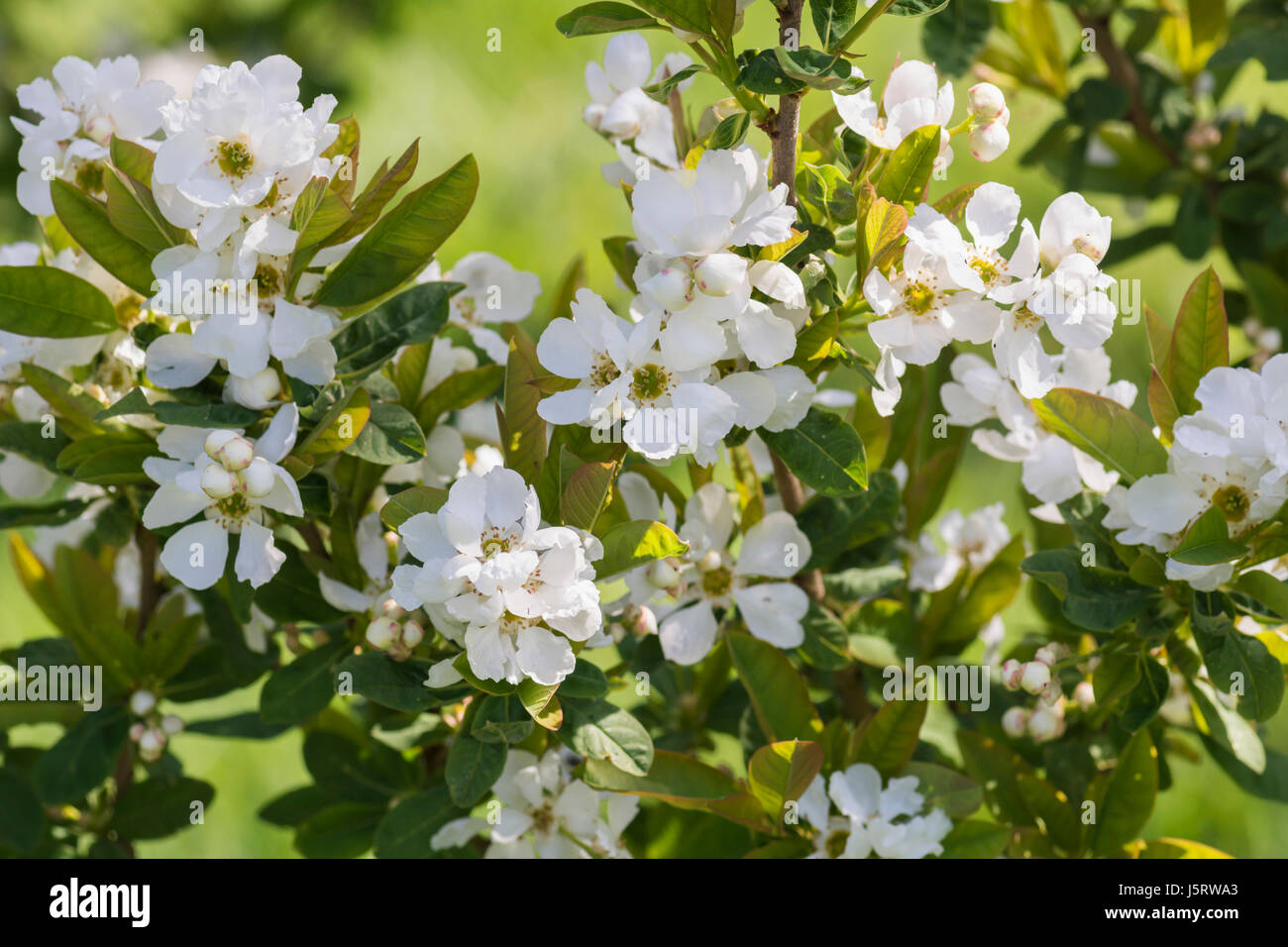 Snow White Tree, Exochorda serratifolia, minuscoli fiori bianchi crescente all'aperto. Foto Stock