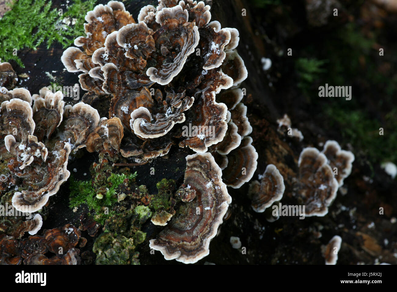 Tree trunk verde della flora contrasto frost moss funghi fungo fungo forest Foto Stock
