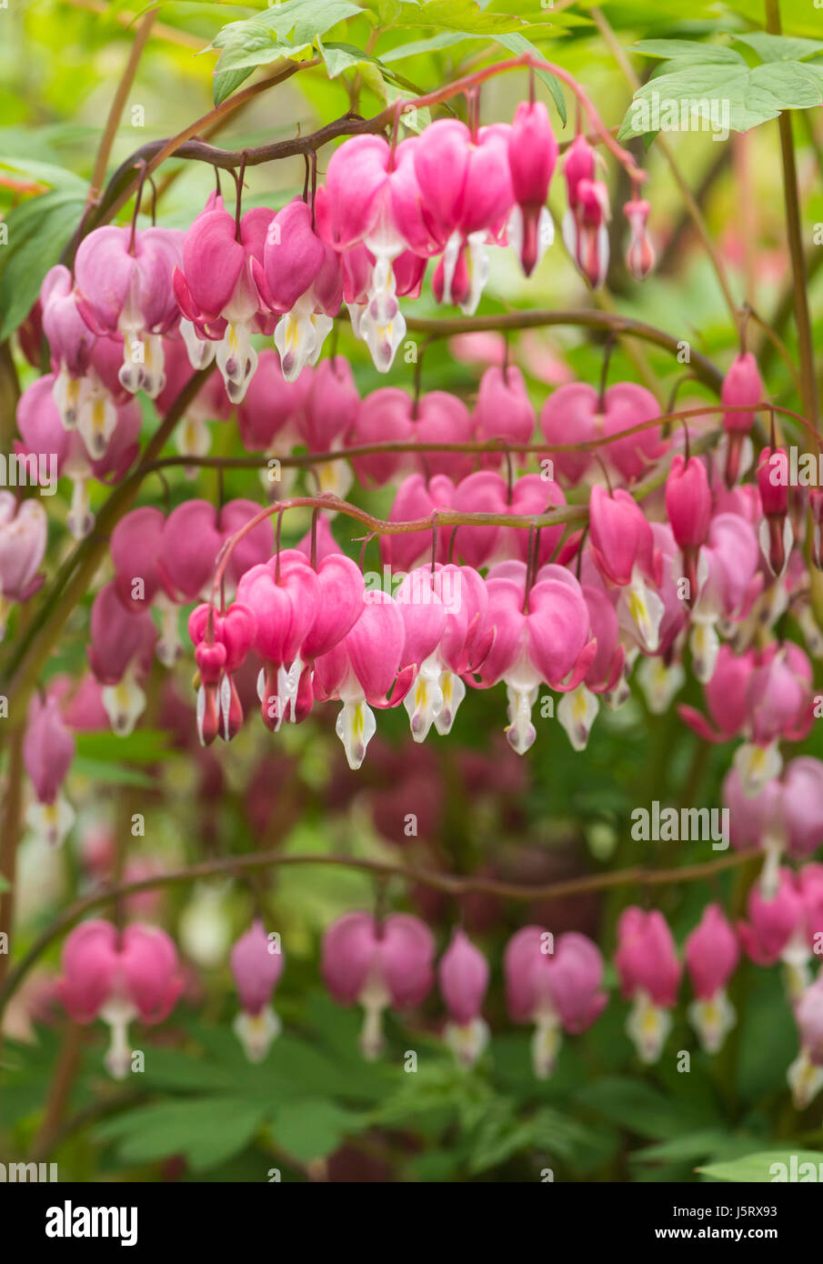 Cuore di sanguinamento, Lamprocapnos spectabilis, rosa fiori colorati crescente all'aperto. Foto Stock