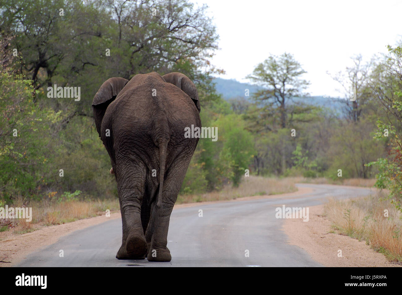 Aderenza africa elephant safari riserva naturale diritto di limite di velocità big game Foto Stock