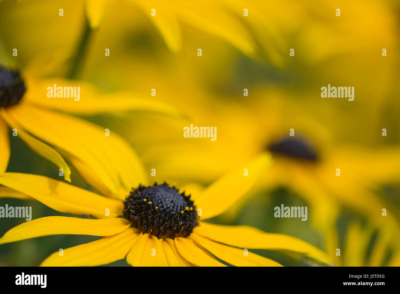 Coneflower, black-eyed Susan, Rudbeckia, Close up fiore giallo crescente all'aperto. Foto Stock