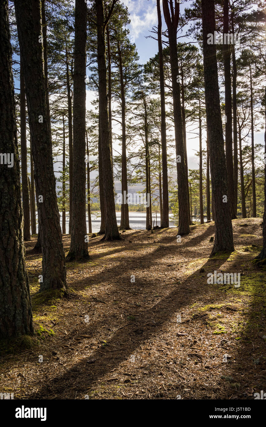 Caledonian foresta a Loch Garten nelle Highlands della Scozia. Foto Stock
