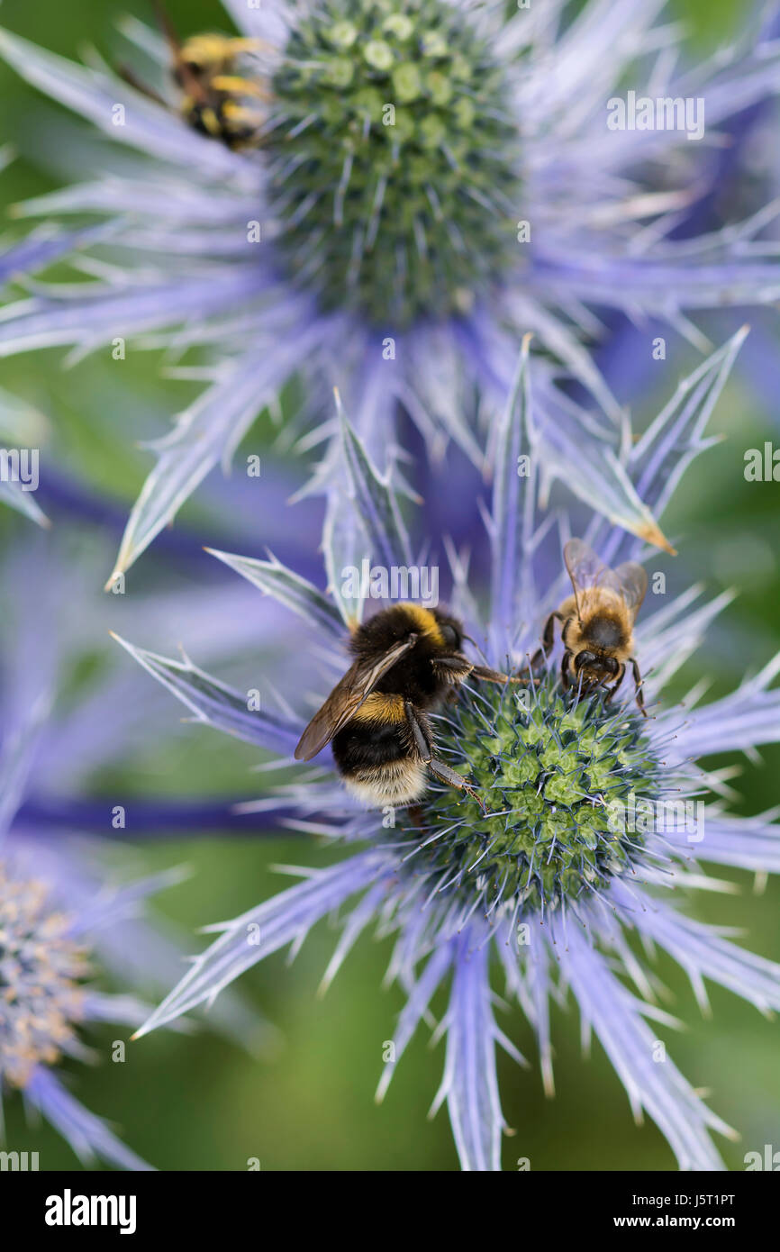Mare holly, Eryngium zabelii, Bumble Bee Bombus terrestris & honey bee Apis mellifera, flowerhead impollinatori in giardino confine. Foto Stock
