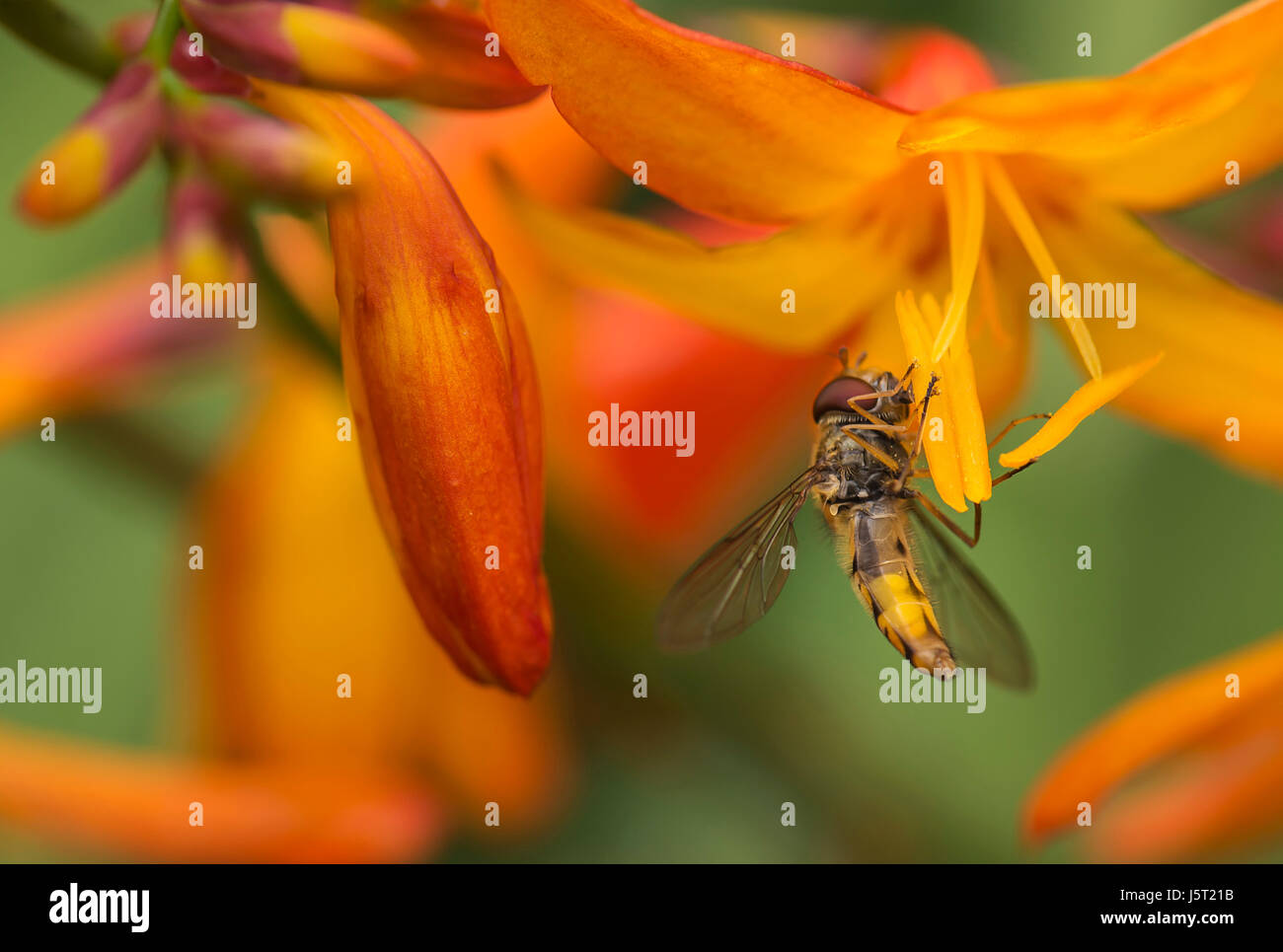 Crocosmia, Crocosmia Montbretia, Hoverfly Episyrphus balteatus, alimentando il fiore di arancia in un giardino. Foto Stock