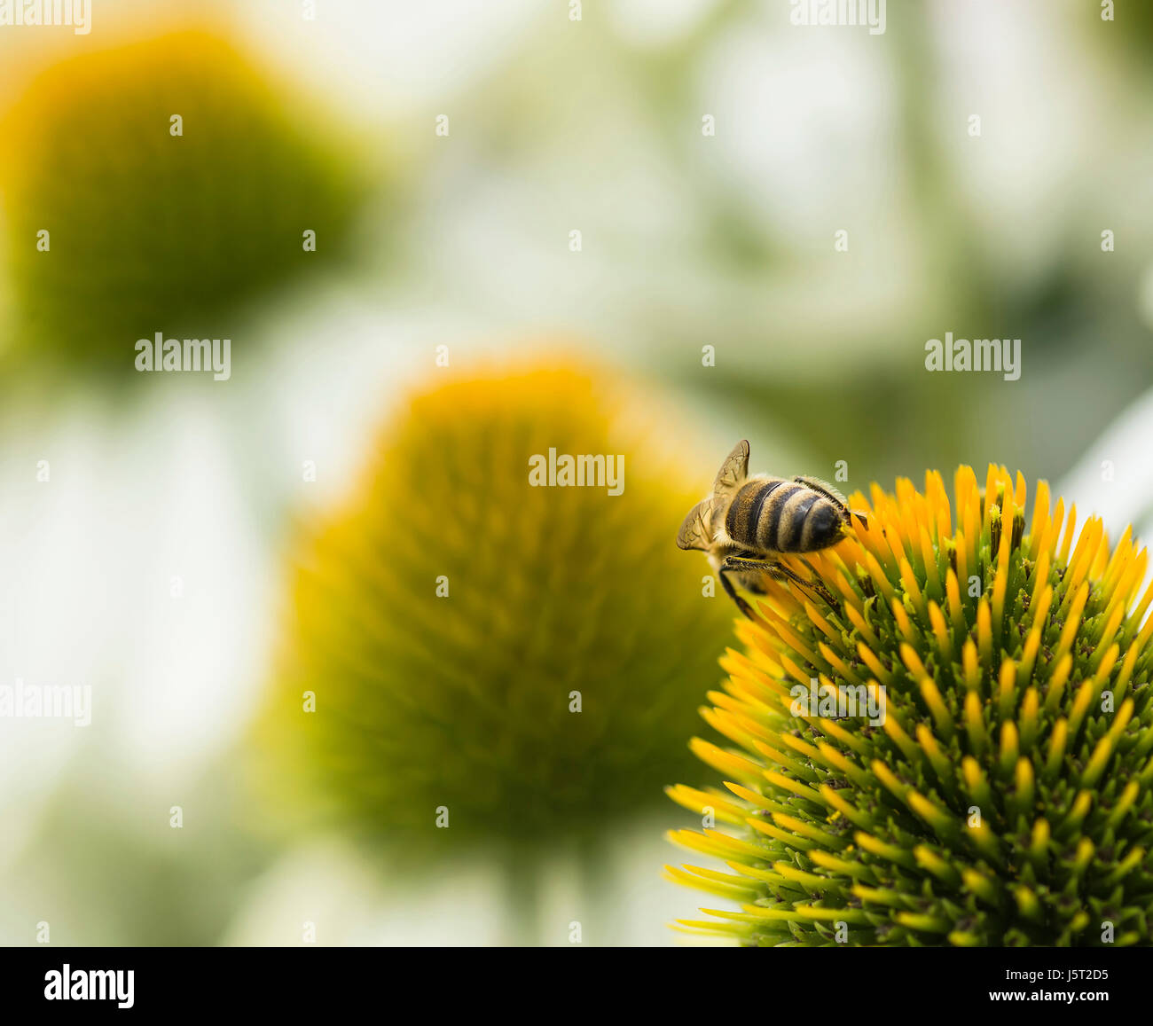 Echinacea, Coneflower, Purple coneflower, Echinacea purpurea Honey Bee Apis mellifers da dietro sulla alimentazione flowerhead. Foto Stock