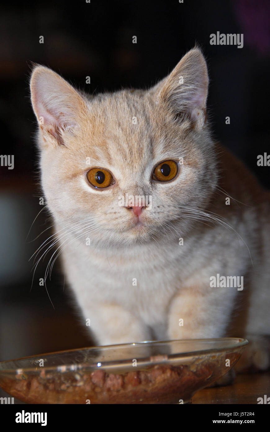 Britisch cemento alimento di gatto pussycat cat gatto domestico pelle occhi di gatto coccola per Foto Stock