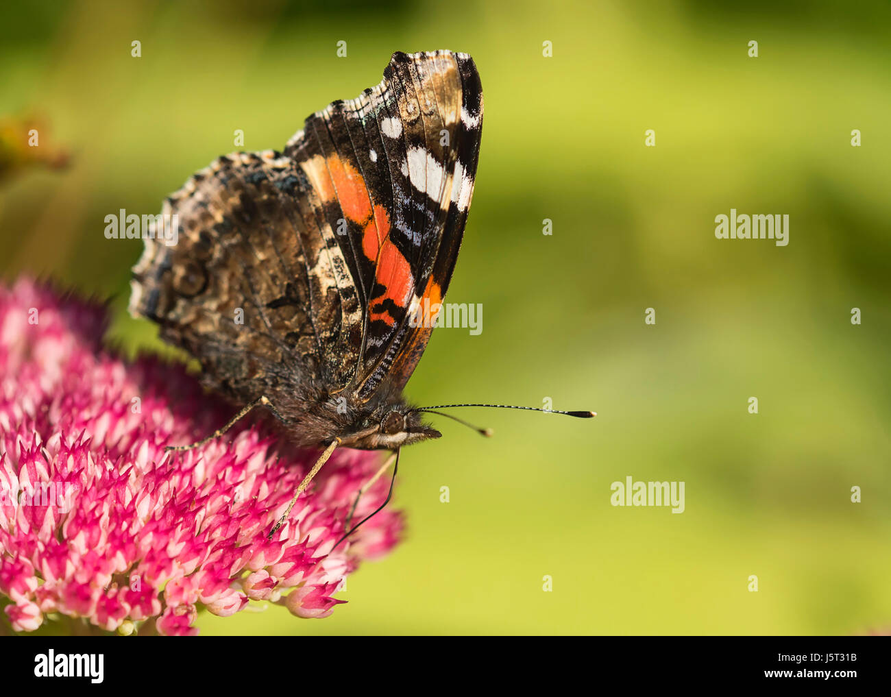 Sedum, Red Admiral butterfly Vanessa Atalanta, alimentazione su un flowerhead Rosa nel giardino confine. Foto Stock