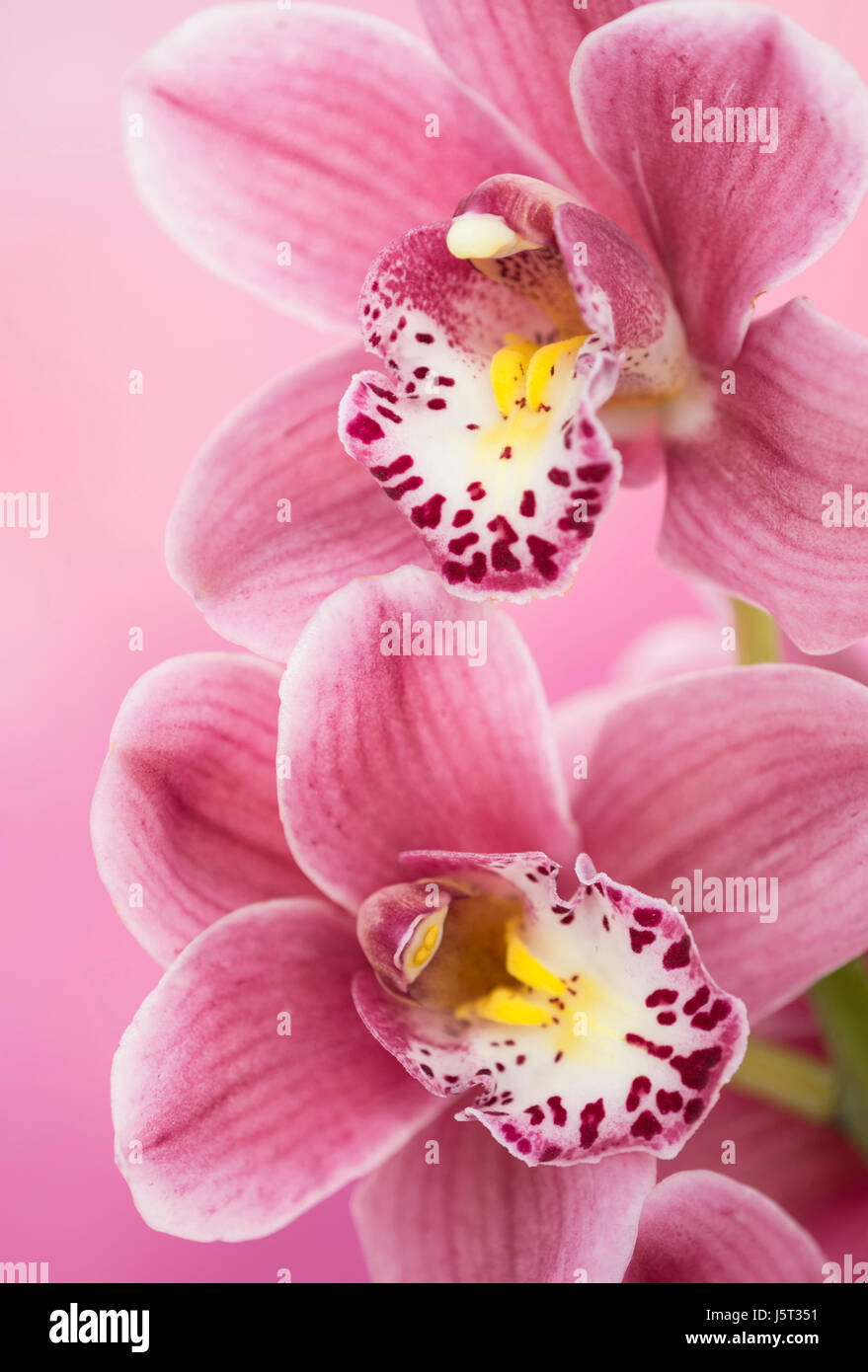 Orchid, Cymbidium, Studio shot di fiori di colore rosa shing stame. Foto Stock