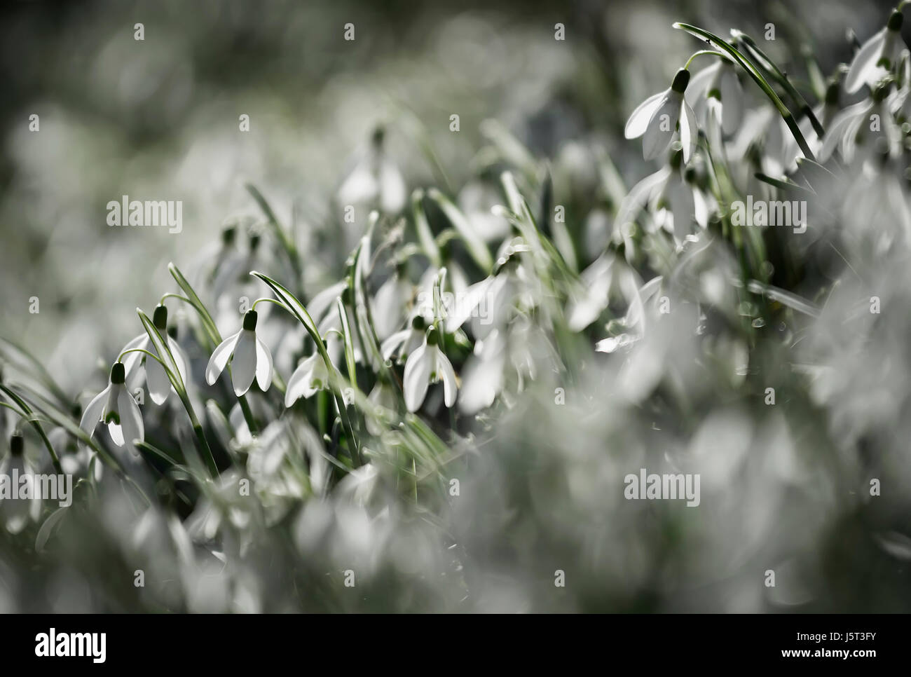 Snowdrop, comune snowdrop, Galanthus nivalis, Piccoli fiori bianchi crescente all'aperto nel bosco. Foto Stock