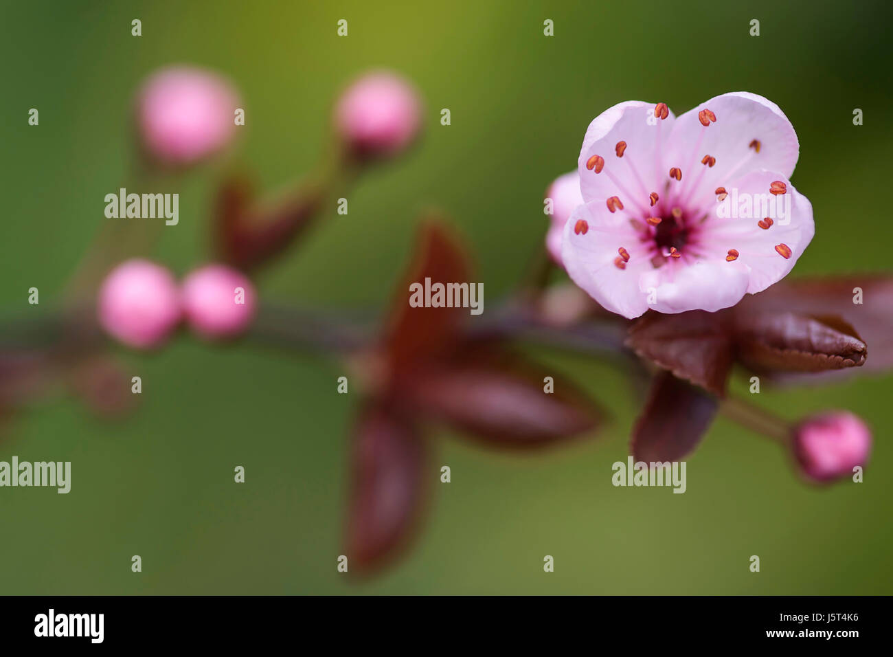 Cherry Plum, Black cherry plum, Prunus cerasifera 'Nigra', Blossom Pink & lascia aprire insieme nel giardino confine. Foto Stock