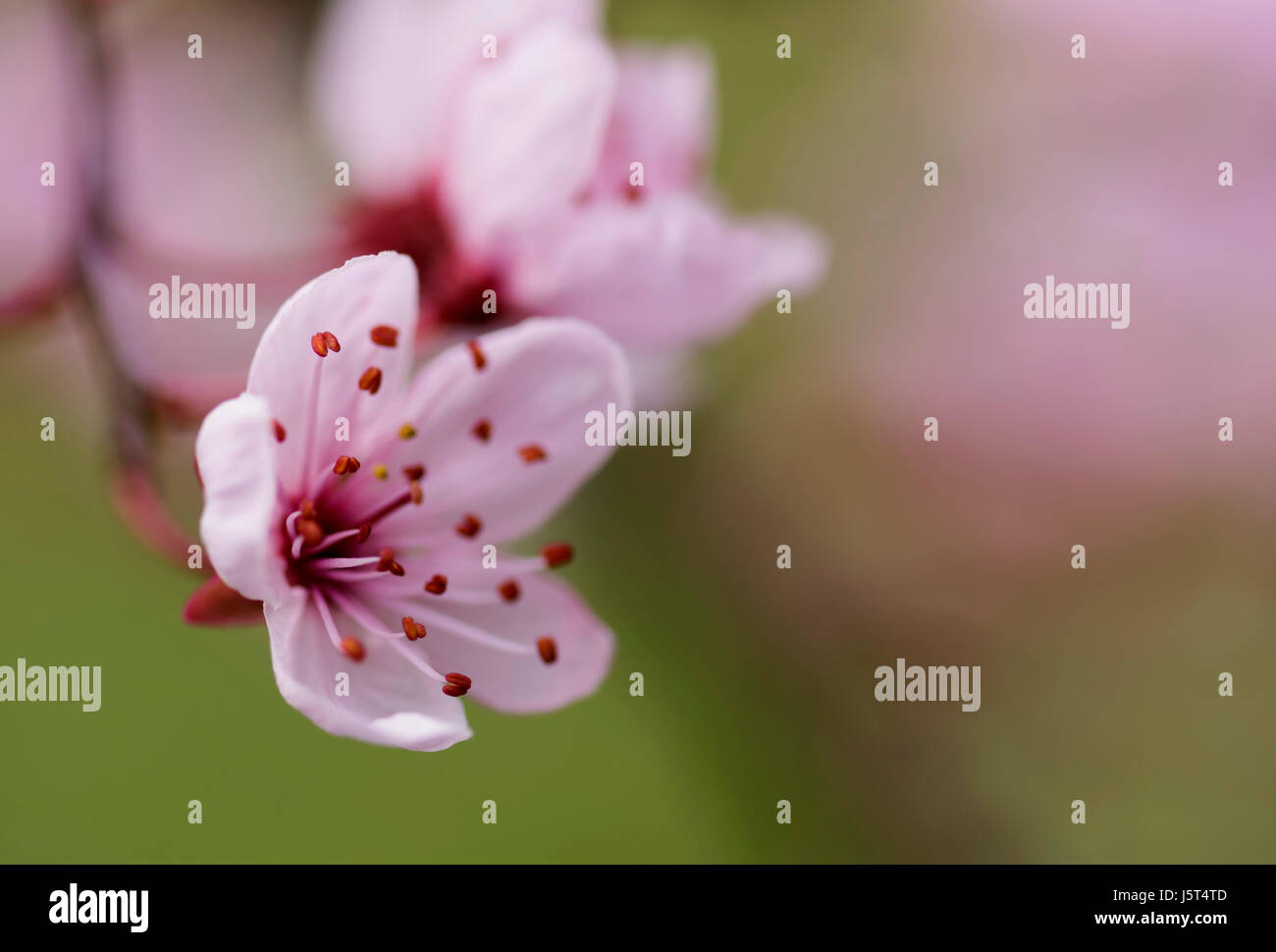 Cherry Plum, Black cherry plum, Prunus cerasifera 'Nigra', Blossom Pink & lascia aprire insieme nel giardino confine. Foto Stock
