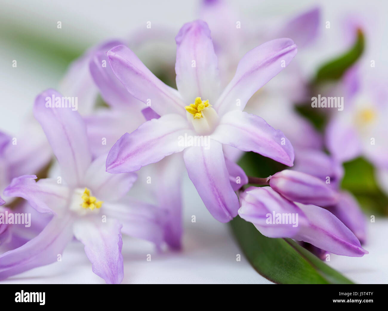 Gloria della neve, Chionodoxa, Studio shot close up di malva fiori colorati. Foto Stock