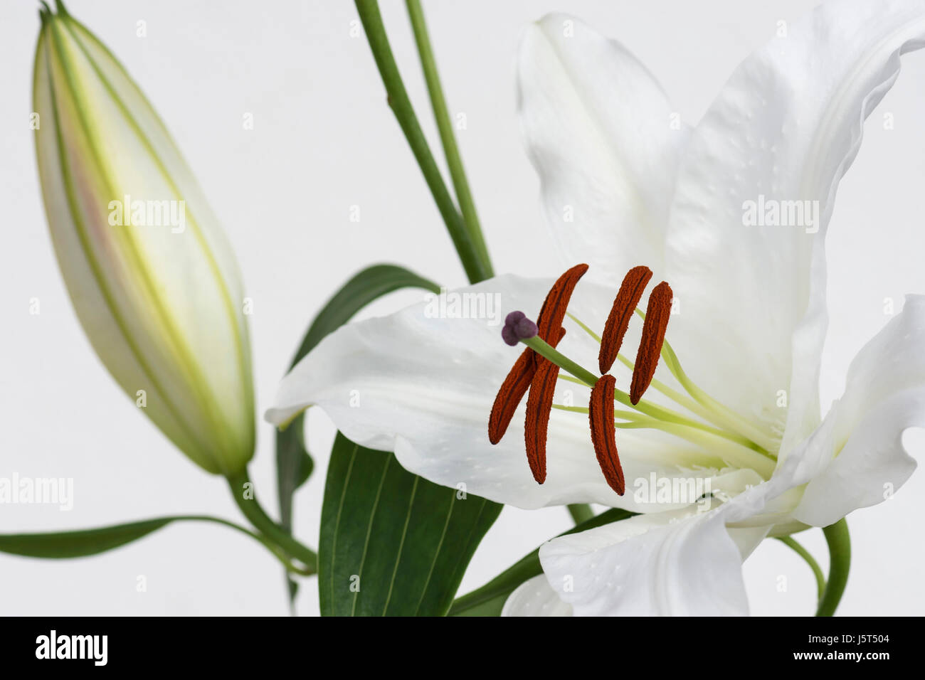 Giglio, Oriental lily, Lilium, Studio shot del fiore bianco & bud mostrando stami & polline. Foto Stock
