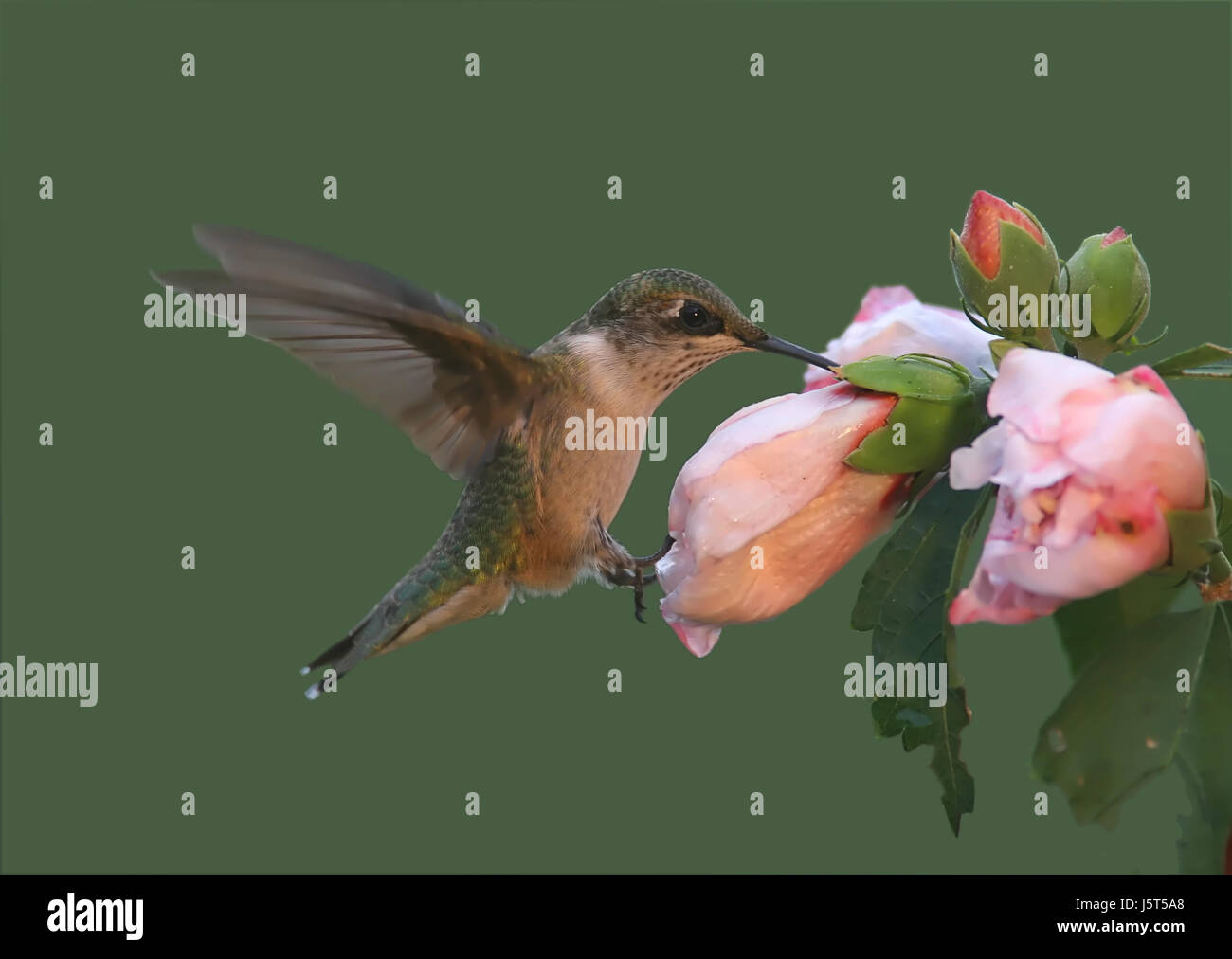 Uccelli Fiore pianta Hibiscus hummingbird mangiare mangiare mangia mosche fly vola battenti Foto Stock