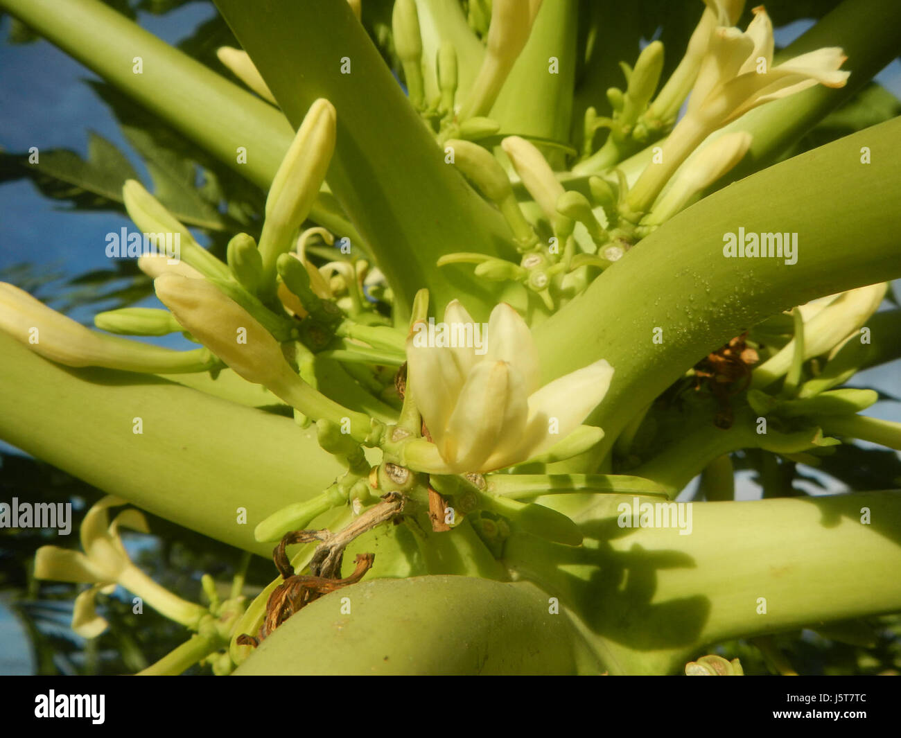 Questa immagine mostra i giovani frutti di papaya (carica papaya) nelle Filippine. Le papaie sono ampiamente coltivate nelle regioni tropicali per i loro frutti dolci e i loro benefici nutrizionali. Foto Stock