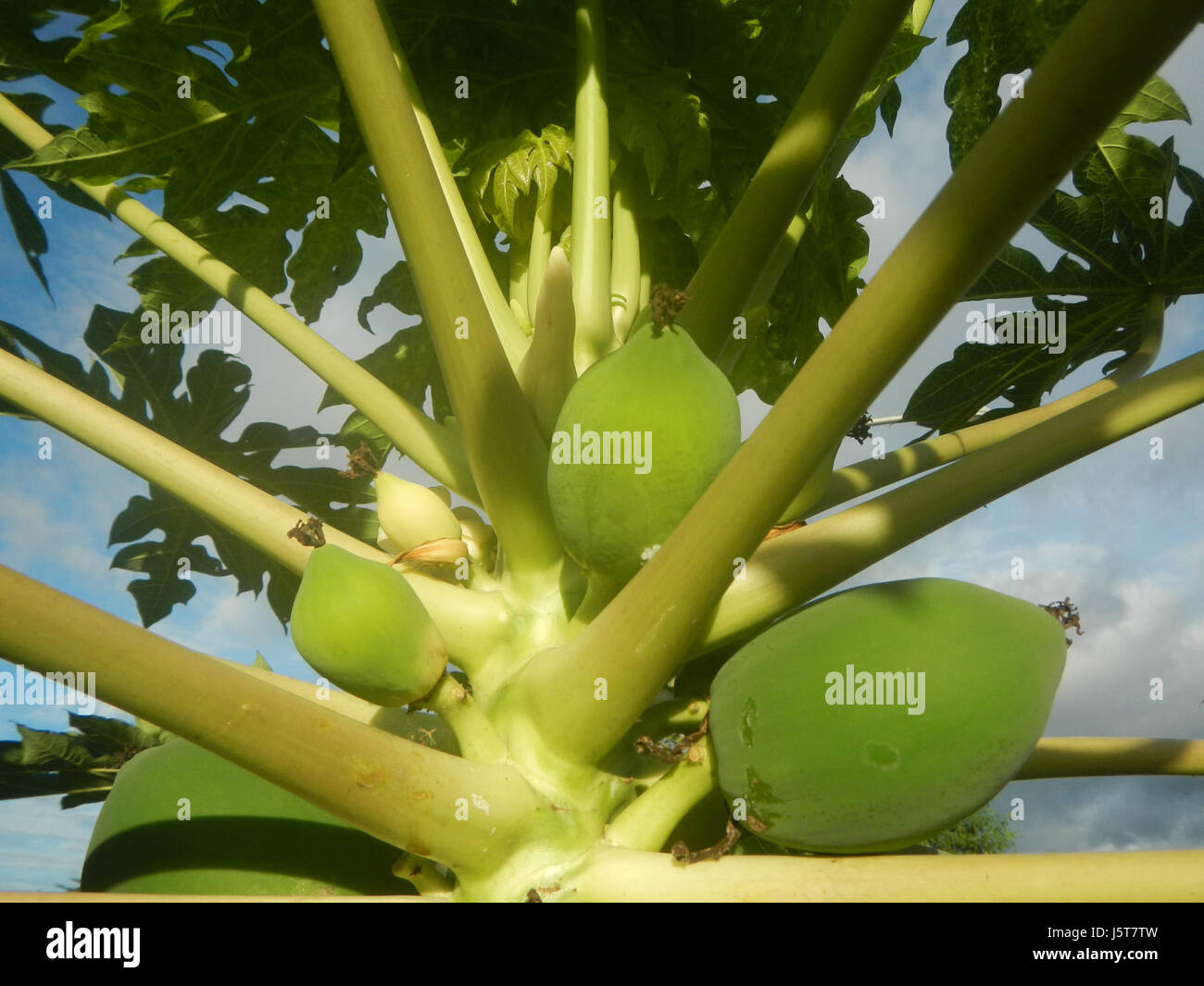 L'immagine mostra i giovani frutti di carica papaya, comunemente nota come papaya, che crescono nelle Filippine. Il frutto è originario delle regioni tropicali ed è ampiamente coltivato nel paese, noto per il suo sapore dolce e i numerosi benefici per la salute. Foto Stock