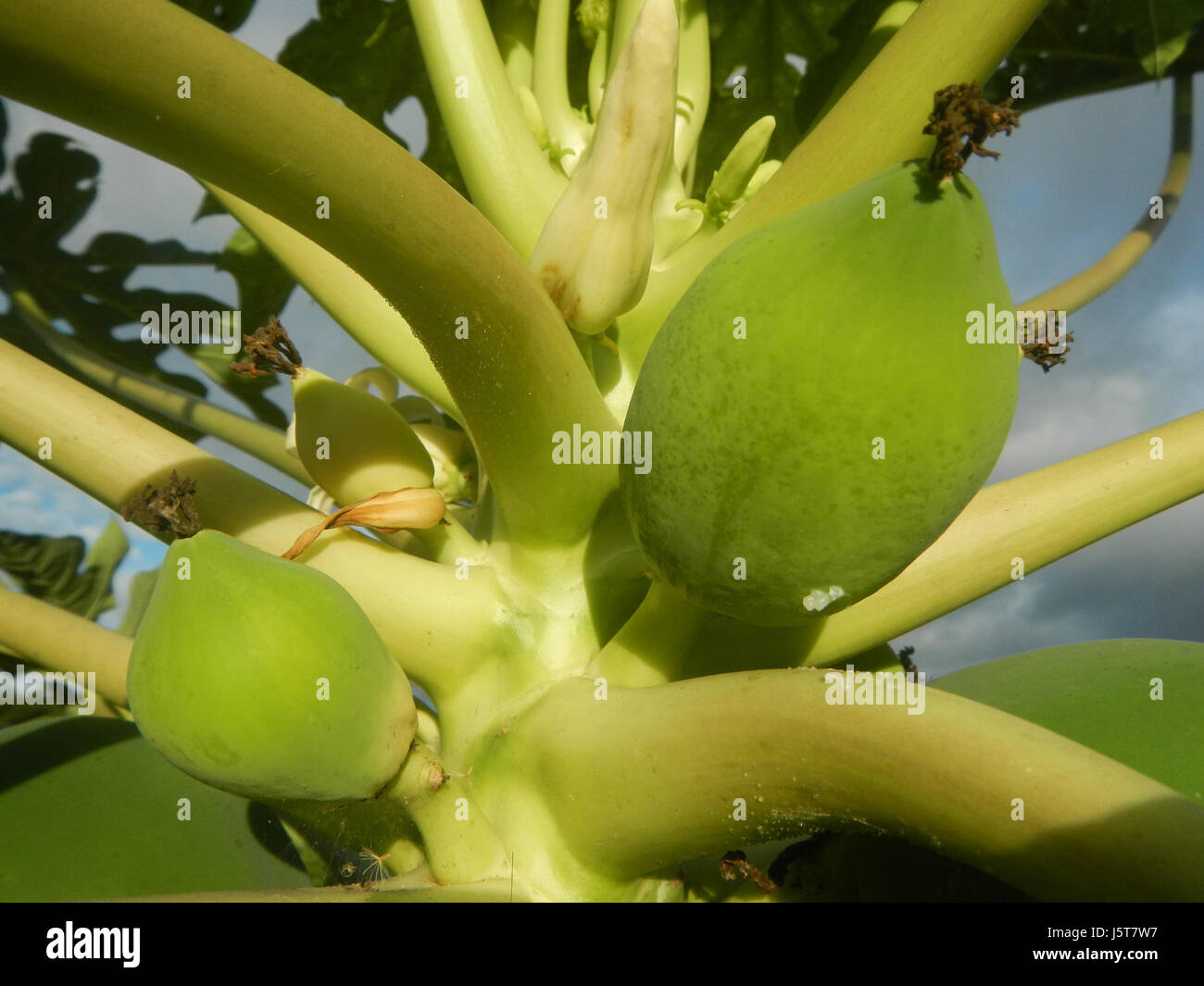 Questa immagine mostra i giovani frutti di papaya carica nelle Filippine nel 1927. La papaya è un importante frutto tropicale noto per il suo sapore dolce e il suo valore nutrizionale. Il frutto è ampiamente coltivato in climi tropicali e ha usi sia culinari che medicinali. La fotografia evidenzia le prime fasi della crescita del frutto nella regione. Foto Stock