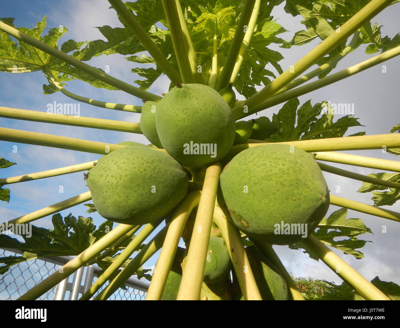 La carica papaya, comunemente nota come papaya, è un frutto tropicale coltivato nelle Filippine. L'immagine del 1959 mostra giovani frutti di papaia, evidenziando le prime fasi del loro sviluppo. Le papaya sono parte integrante della cucina e dell'agricoltura filippina, apprezzate per il loro sapore dolce e i benefici nutrizionali. Foto Stock
