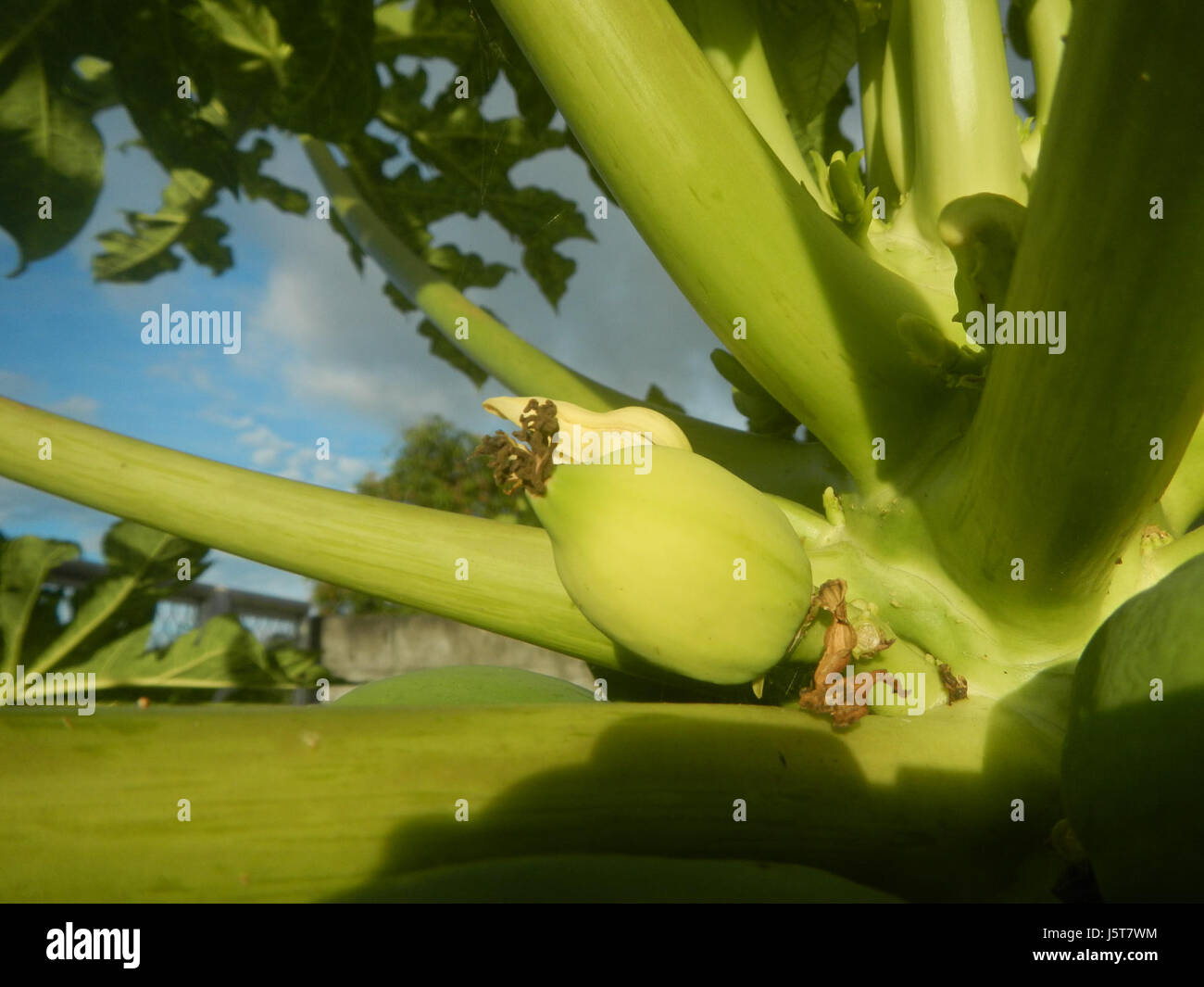 Questa immagine mostra i giovani frutti di *carica papaya*, o papaya, che crescono nelle Filippine. La papaya è un frutto tropicale noto per il suo sapore dolce e i benefici per la salute. Foto Stock