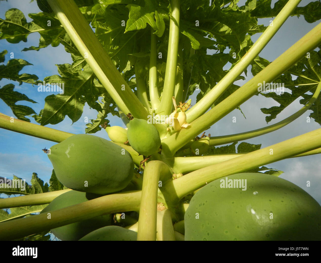 Questa immagine raffigura i giovani frutti di carica papaya, comunemente nota come papaya, che crescono nelle Filippine. Il frutto è una coltura fondamentale nelle regioni tropicali e ha un significativo valore agricolo e nutrizionale. Foto Stock