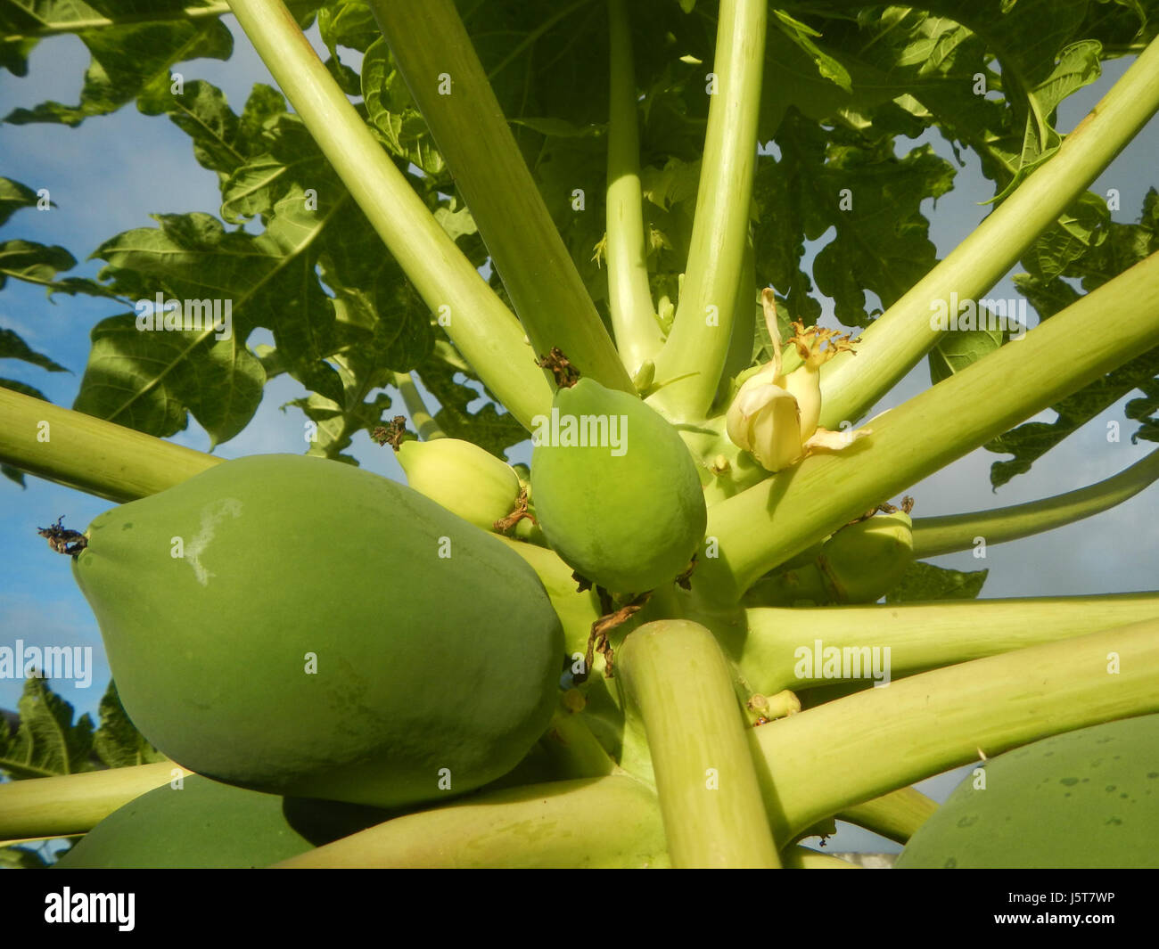 Questa immagine mostra i giovani frutti di papaya provenienti dall'albero di papaya carica, comunemente trovato nelle Filippine. La papaya è un frutto tropicale noto per i suoi benefici nutrizionali e la coltivazione diffusa nella regione. Foto Stock