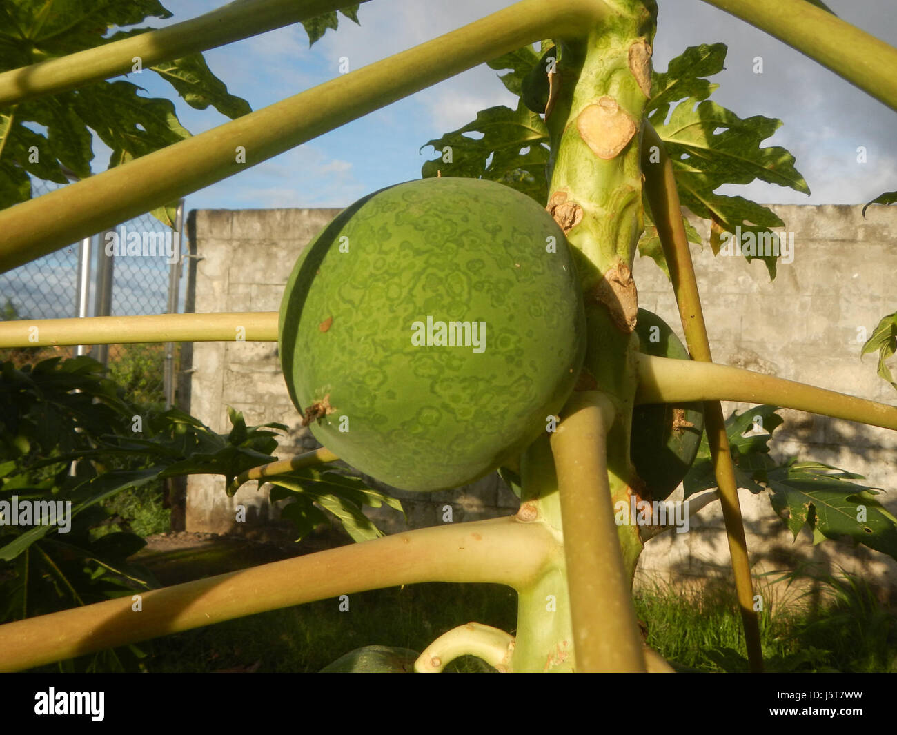 Questa immagine mostra i giovani frutti della carica papaya, o papaya, nelle Filippine. Il frutto è un punto fermo dell'agricoltura tropicale, nota per i suoi benefici per la salute e la coltivazione diffusa nelle regioni tropicali. Foto Stock
