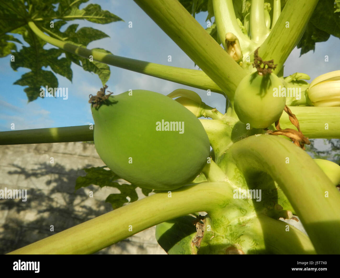 La carica papaya, comunemente nota come papaya, è un frutto tropicale originario delle Filippine. I frutti giovani sono un prodotto agricolo fondamentale e sono ampiamente coltivati per il consumo e l'uso medicinale. Foto Stock