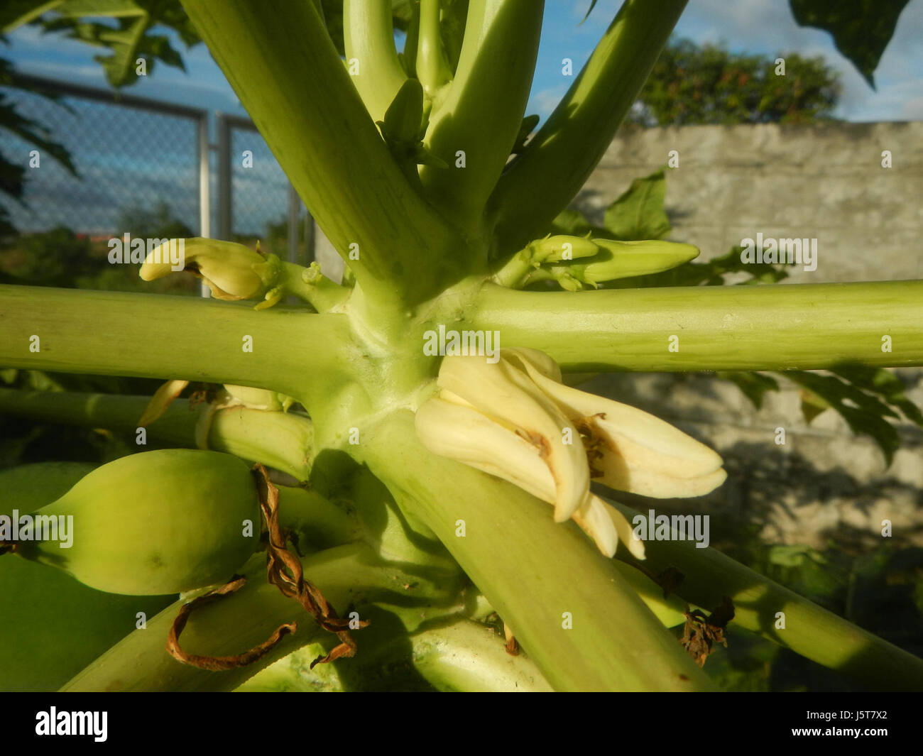 Questa fotografia mostra la giovane papaya carica che cresce nelle Filippine. La papaya è un frutto tropicale ampiamente coltivato nel paese, apprezzato per i suoi benefici nutrizionali e l'importanza economica nell'agricoltura. Foto Stock