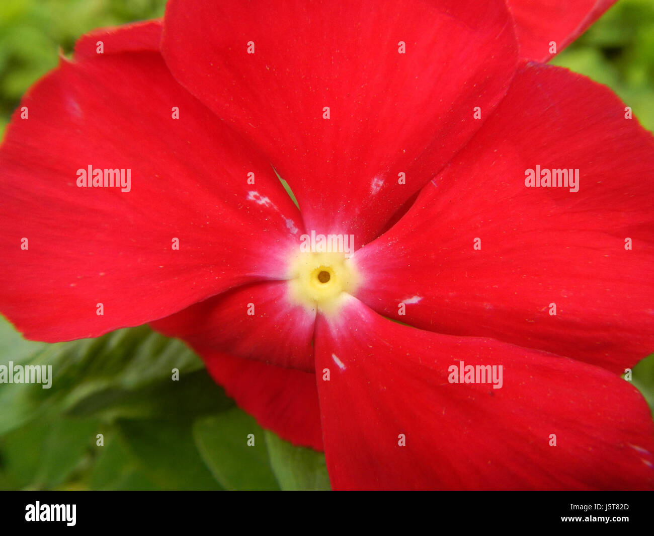 Questo titolo si riferisce a una raccolta di fotografie ravvicinate che mostrano i fiori vinca della varietà pacifica. Questi fiori sono noti per i loro colori vivaci e il valore ornamentale nei giardini. Foto Stock Questo titolo si riferisce a una raccolta di fotografie ravvicinate che mostrano i fiori vinca della varietà pacifica. Questi fiori sono noti per i loro colori vivaci e il valore ornamentale nei giardini. Foto Stock