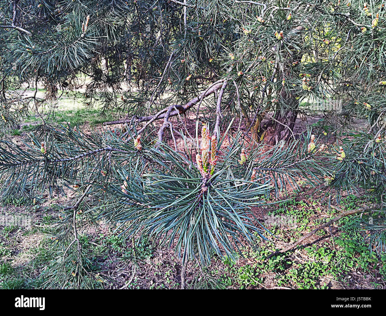 Questa immagine mostra una varietà di alberi sotto licenza CC0 1,0, mettendo in evidenza diverse specie e l'ambiente naturale. La fotografia può essere utilizzata liberamente, rappresentando tipi comuni di alberi nelle regioni temperate o tropicali. Foto Stock